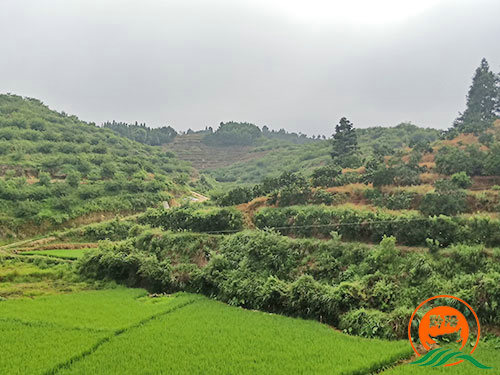 黔陽瞐岔頭鄉(xiāng)杉木田村黃桃產(chǎn)業(yè)園 黔陽瞐岔頭鄉(xiāng)杉木田村黃桃產(chǎn)業(yè)園